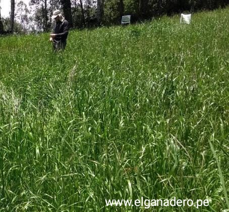 Festuca Festulolium Lofa