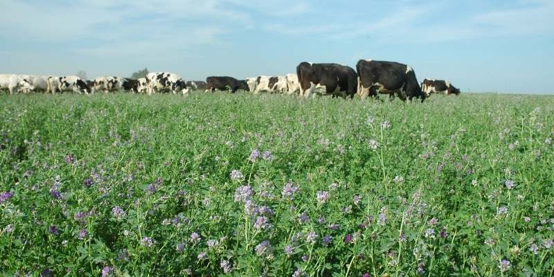 Alfalfa Cuf 101 Mejorada - Imagen 3