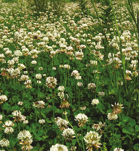 Trébol Blanco Huía - Imagen 2