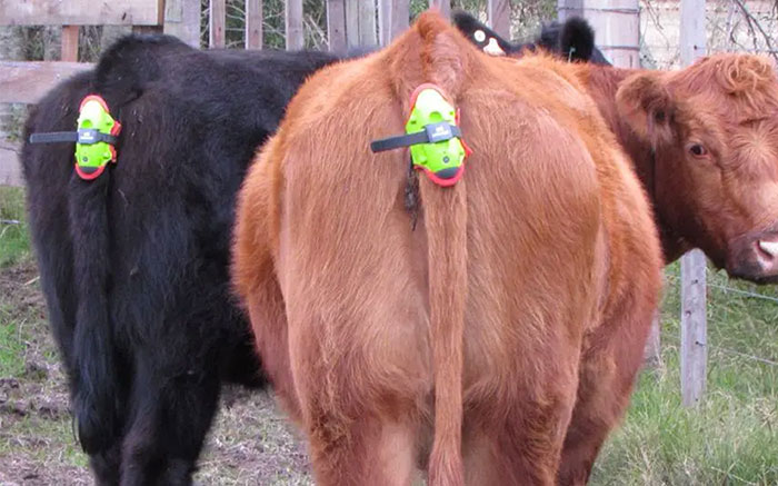 Moocall Detector de Parto de Vacas - Imagen 2