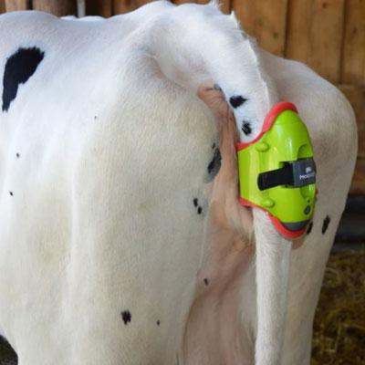 Moocall Detector de Parto de Vacas - Imagen 7