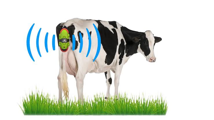 Moocall Detector de Parto de Vacas - Imagen 4