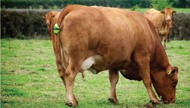 Moocall Detector de Parto de Vacas - Imagen 6