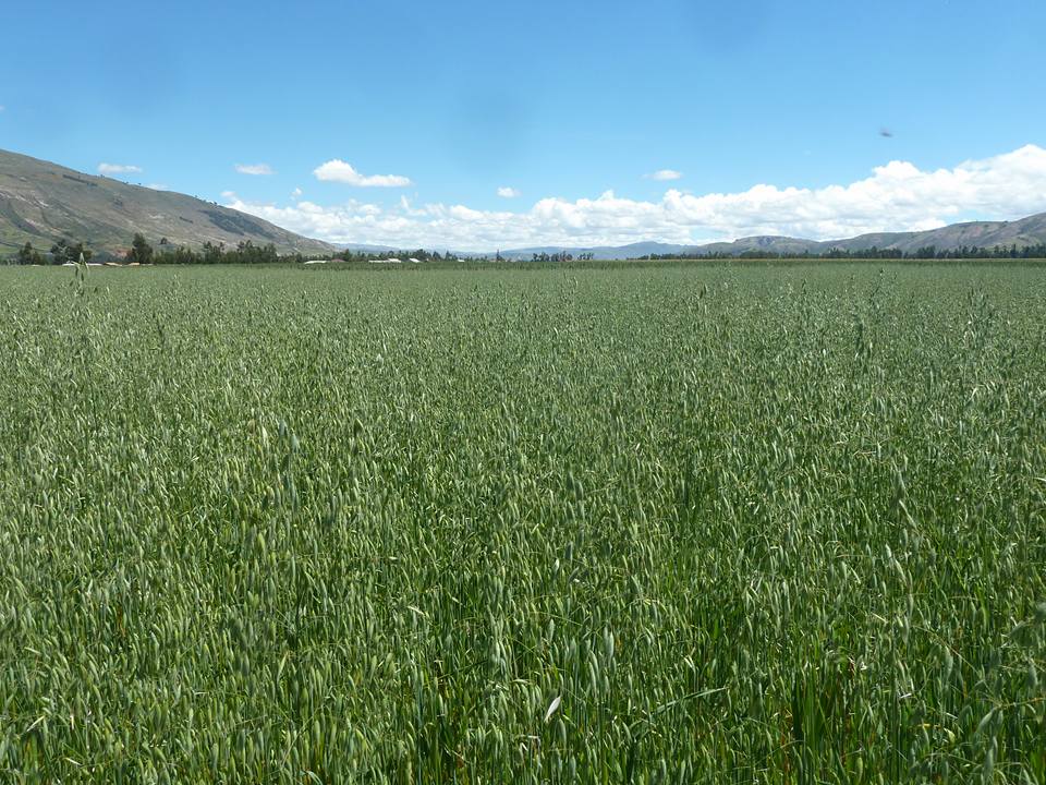 Semilla Avena Forrajera Mantaro 15 INIA 901 - Imagen 10