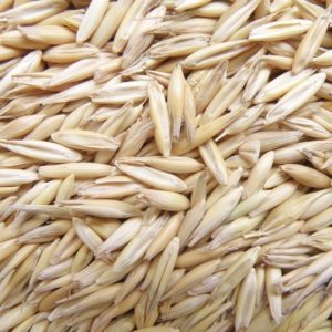 Semilla Avena Forrajera Mantaro 15 INIA 901