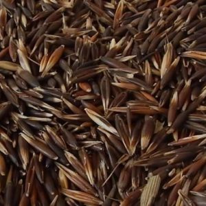 Semilla Avena Forrajera TAYKO INIA 902