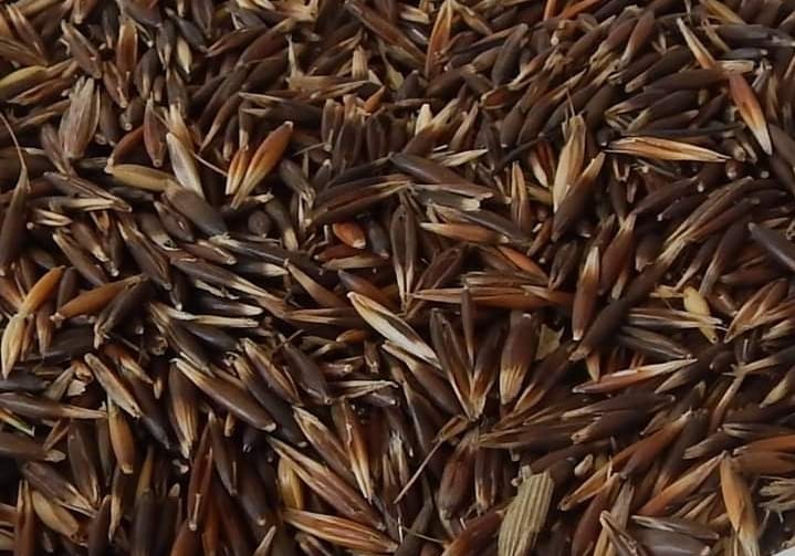 Semilla Avena Forrajera TAYKO INIA 902