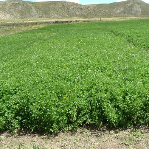 Semilla de Alfalfa SUPERSONIC - Moapa de Australia