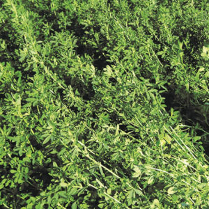 Semilla de Alfalfa 350