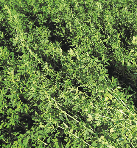 Semilla de Alfalfa 350