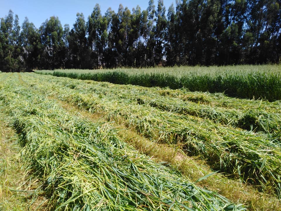 Semilla Avena Forrajera Mantaro 15 INIA 901 - Imagen 7