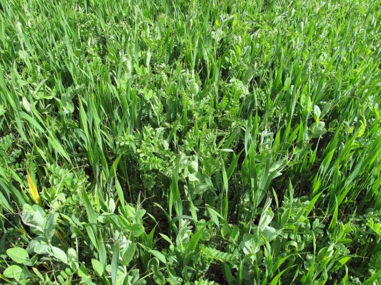 Semilla VICIA SATIVA FORRAJERA - Imagen 6