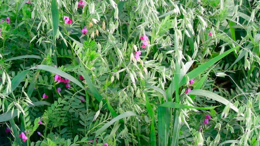 Semilla VICIA SATIVA FORRAJERA - Imagen 9