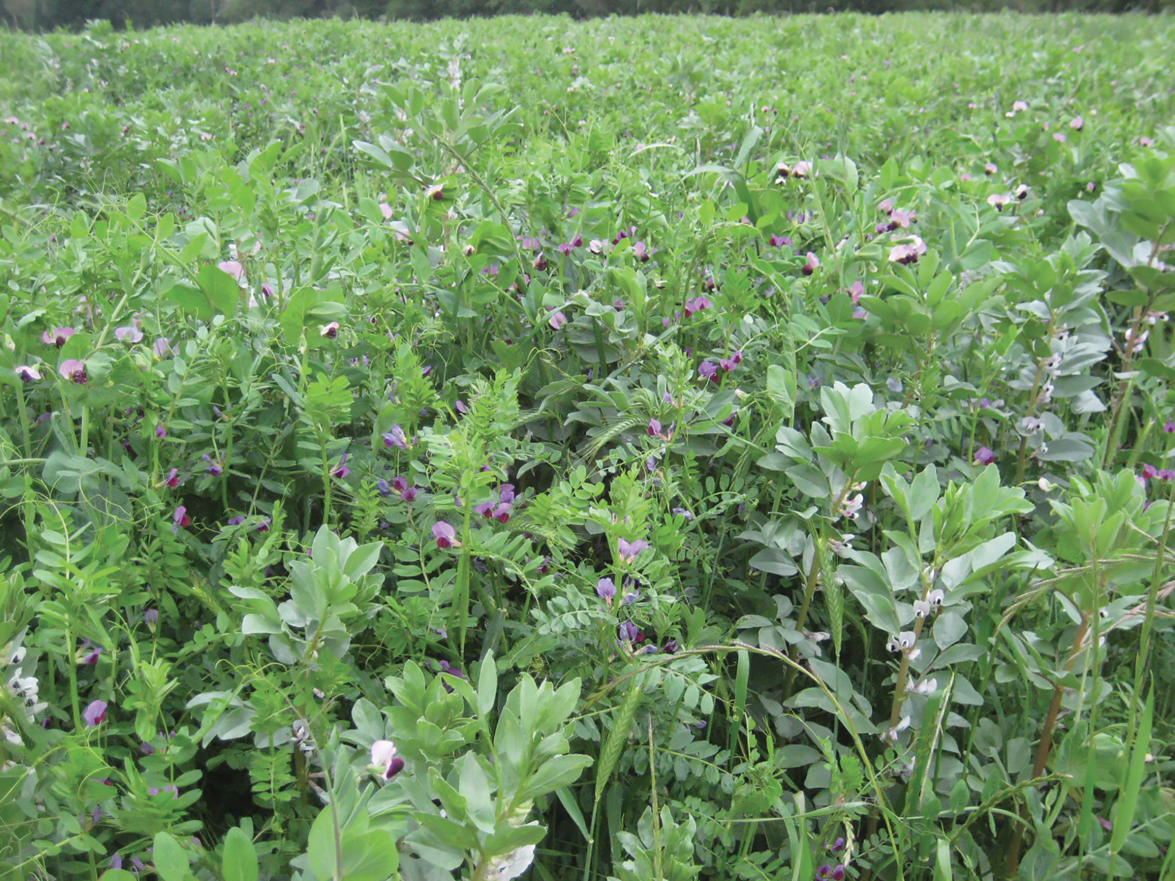 Semilla VICIA SATIVA FORRAJERA - Imagen 7