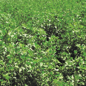 Semilla de Alfalfa ANDINA 6