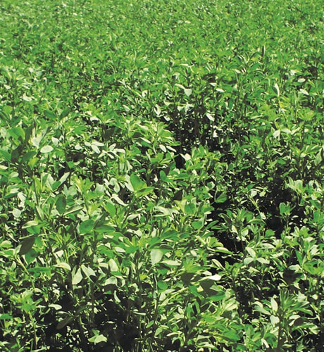 Semilla de Alfalfa ANDINA 6