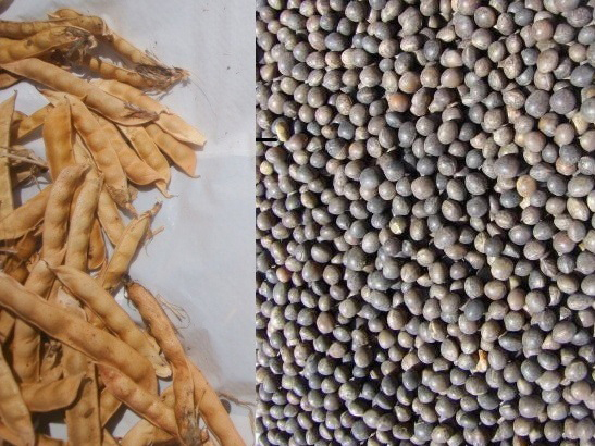 Semilla VICIA SATIVA FORRAJERA - Imagen 2
