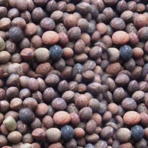 Semilla VICIA SATIVA FORRAJERA