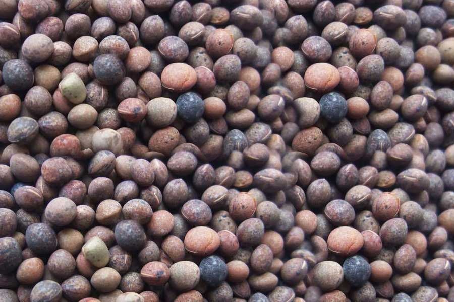 Semilla VICIA SATIVA FORRAJERA