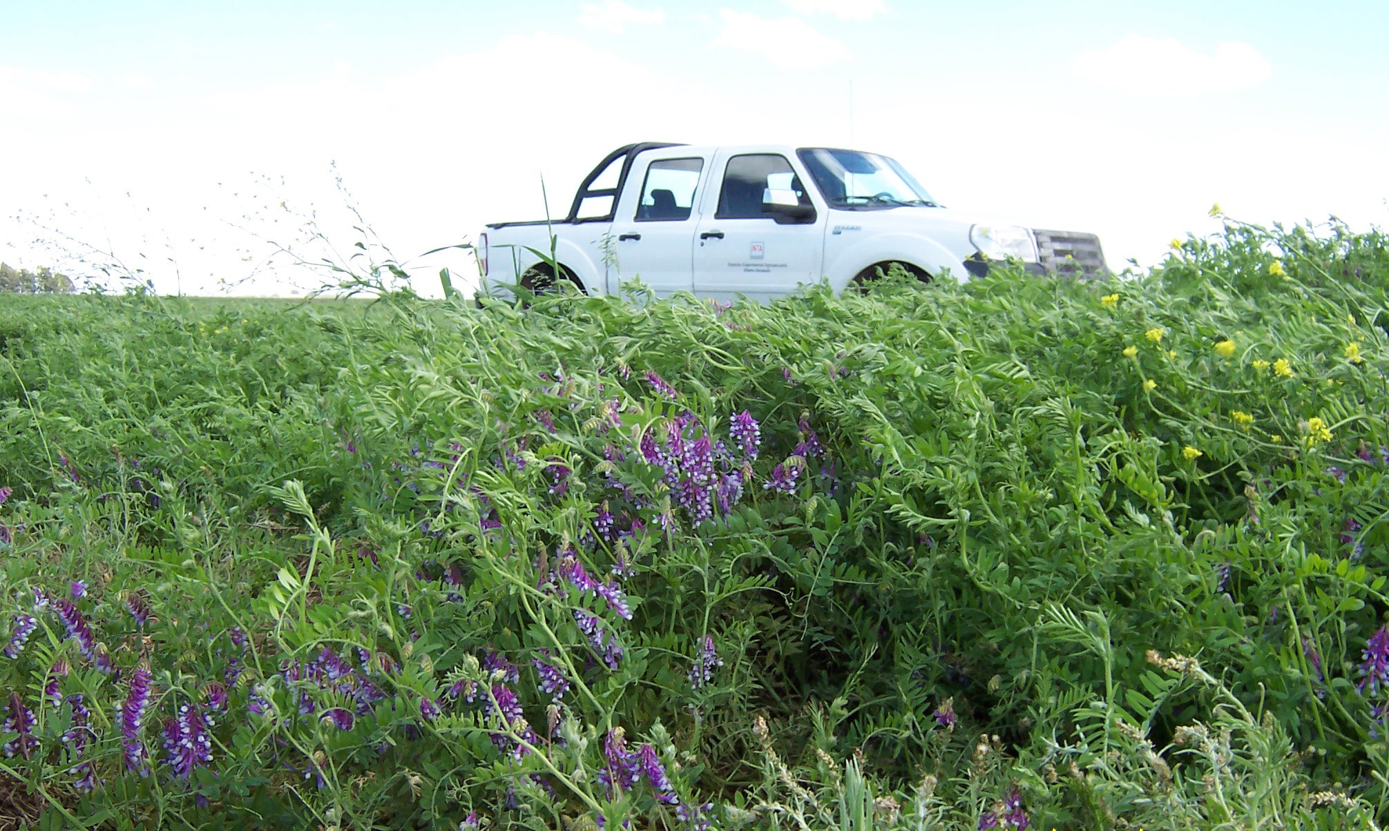 Semilla VICIA SATIVA FORRAJERA - Imagen 5