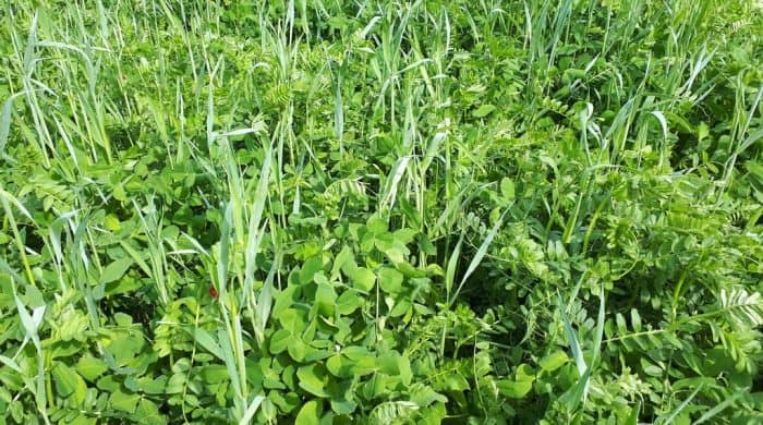 Semilla VICIA SATIVA FORRAJERA - Imagen 8