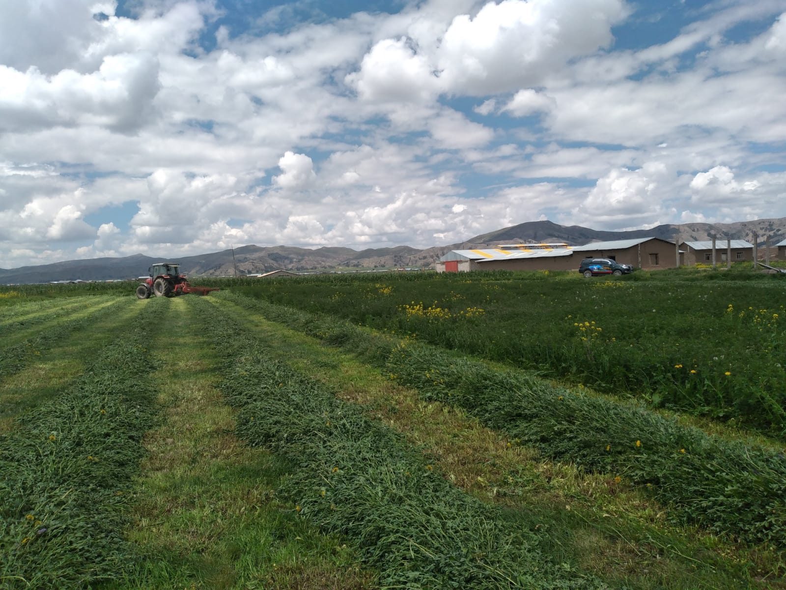 Semilla de Alfalfa W350 Baldrich - Imagen 12