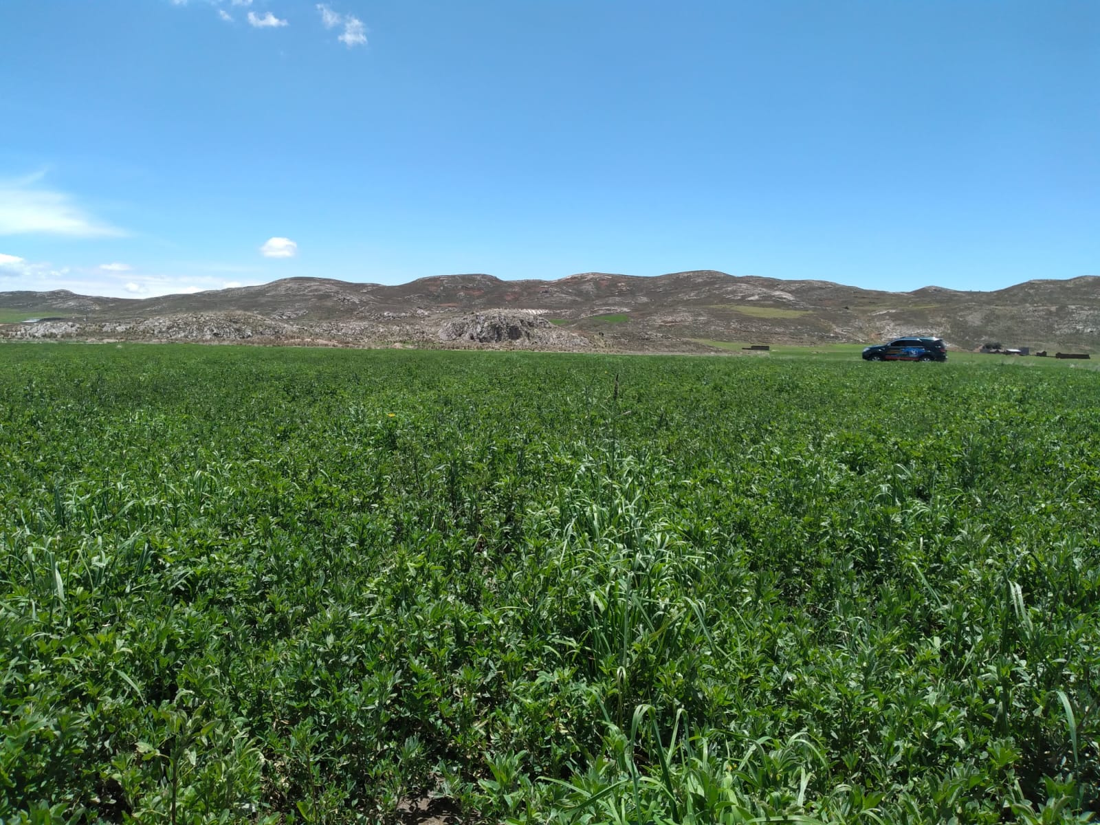 Semilla de Alfalfa W350 Baldrich - Imagen 13