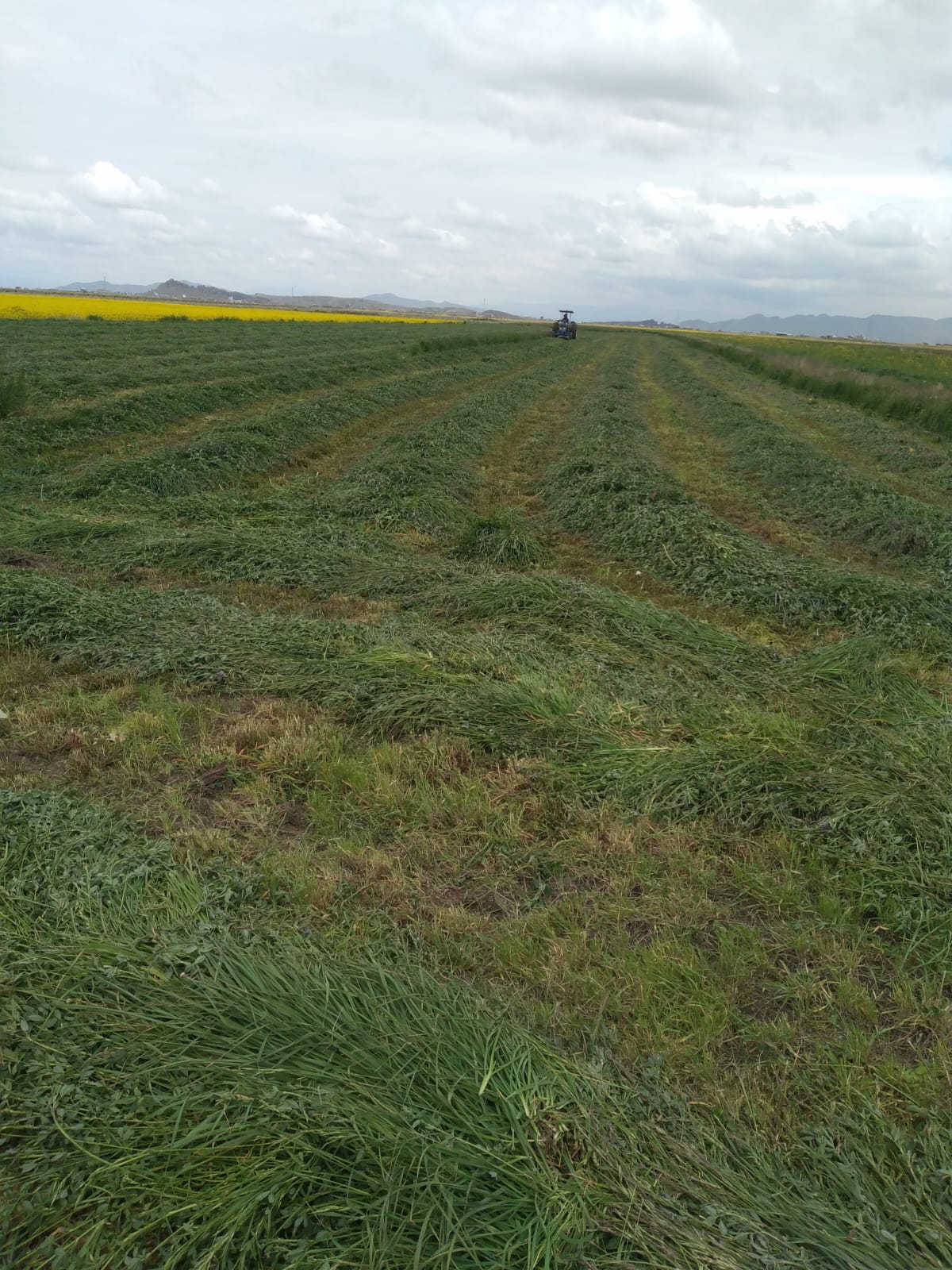 Semilla de Alfalfa W350 Baldrich - Imagen 14