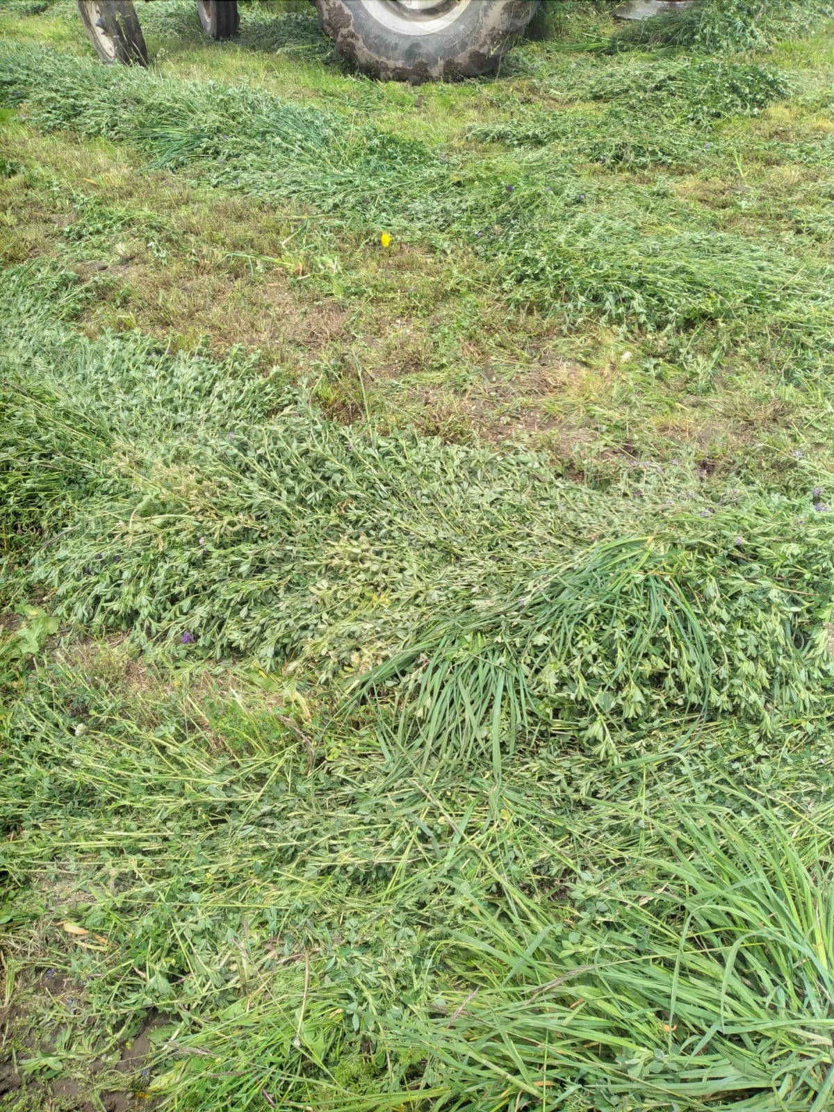 Semilla de Alfalfa W350 Baldrich - Imagen 15