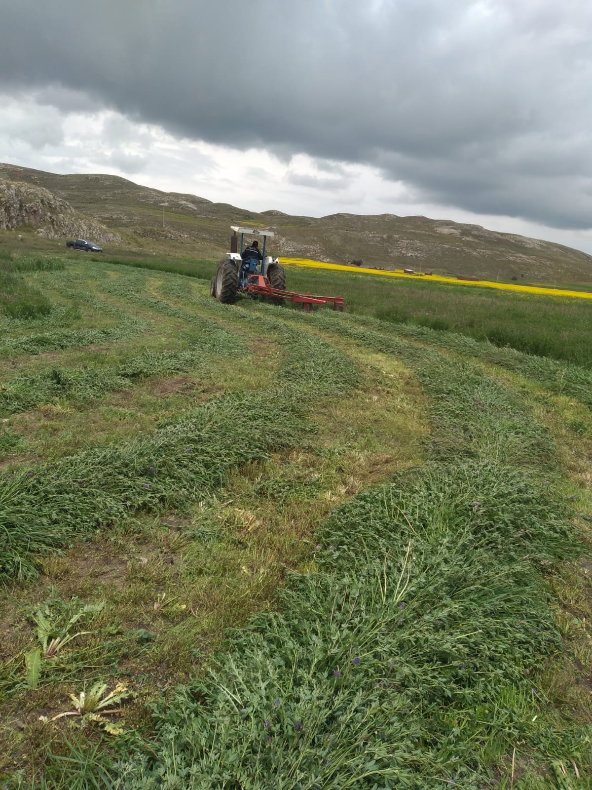 Semilla de Alfalfa W350 Baldrich - Imagen 16