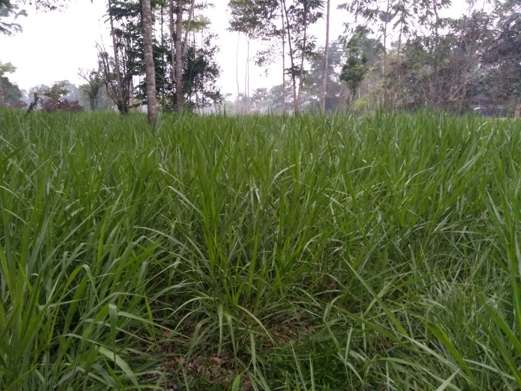Brachiaria Brizantha cv. BRS PIATÁ - Imagen 2