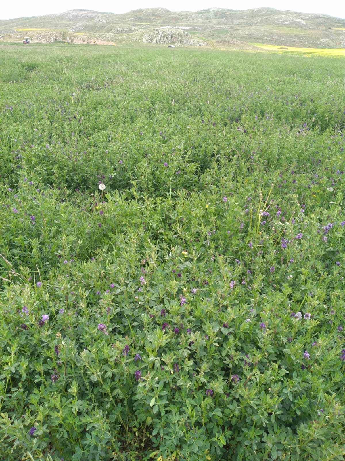 Semilla de Alfalfa W350 Baldrich - Imagen 17
