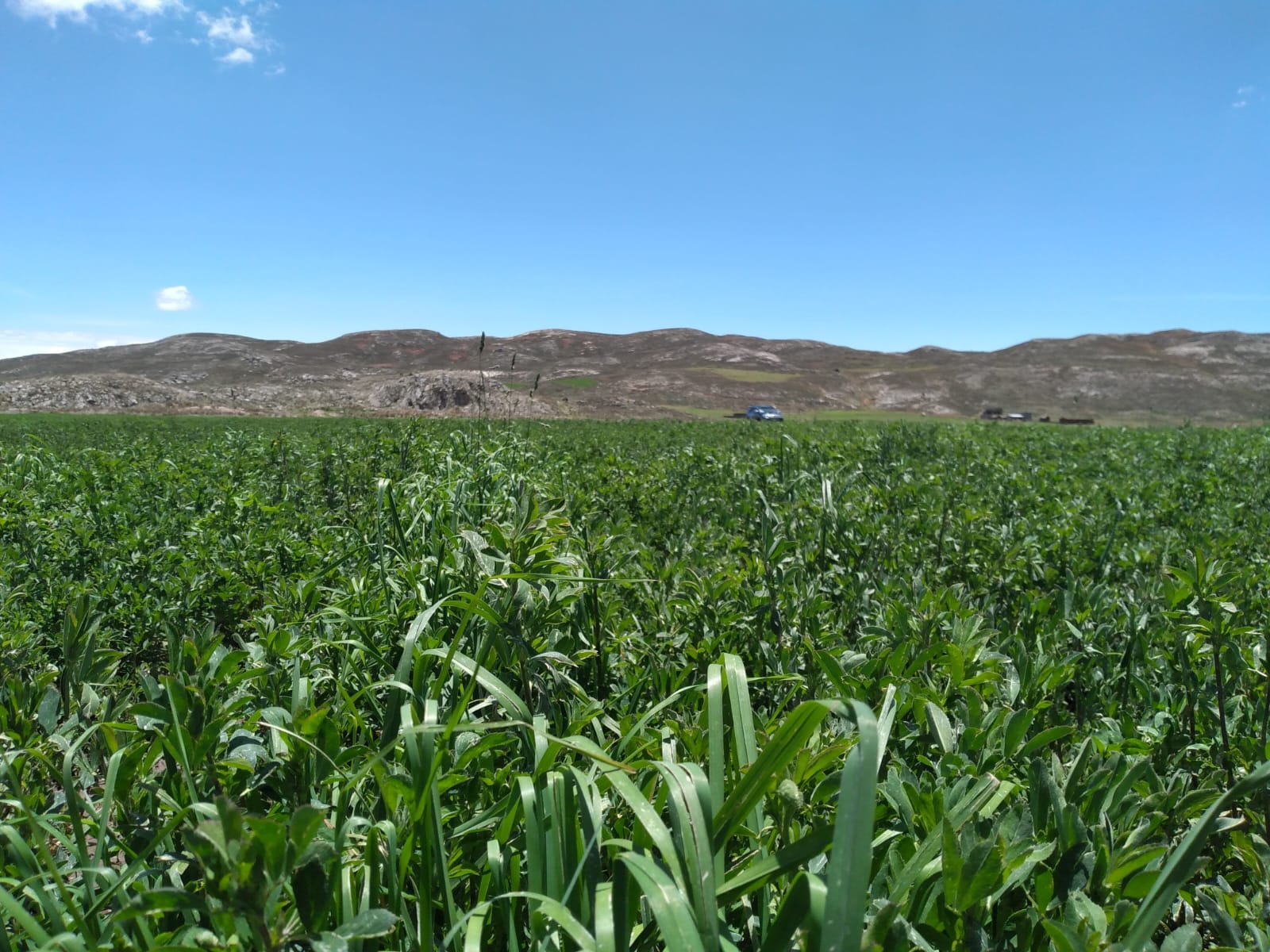 Semilla de Alfalfa W350 Baldrich - Imagen 5