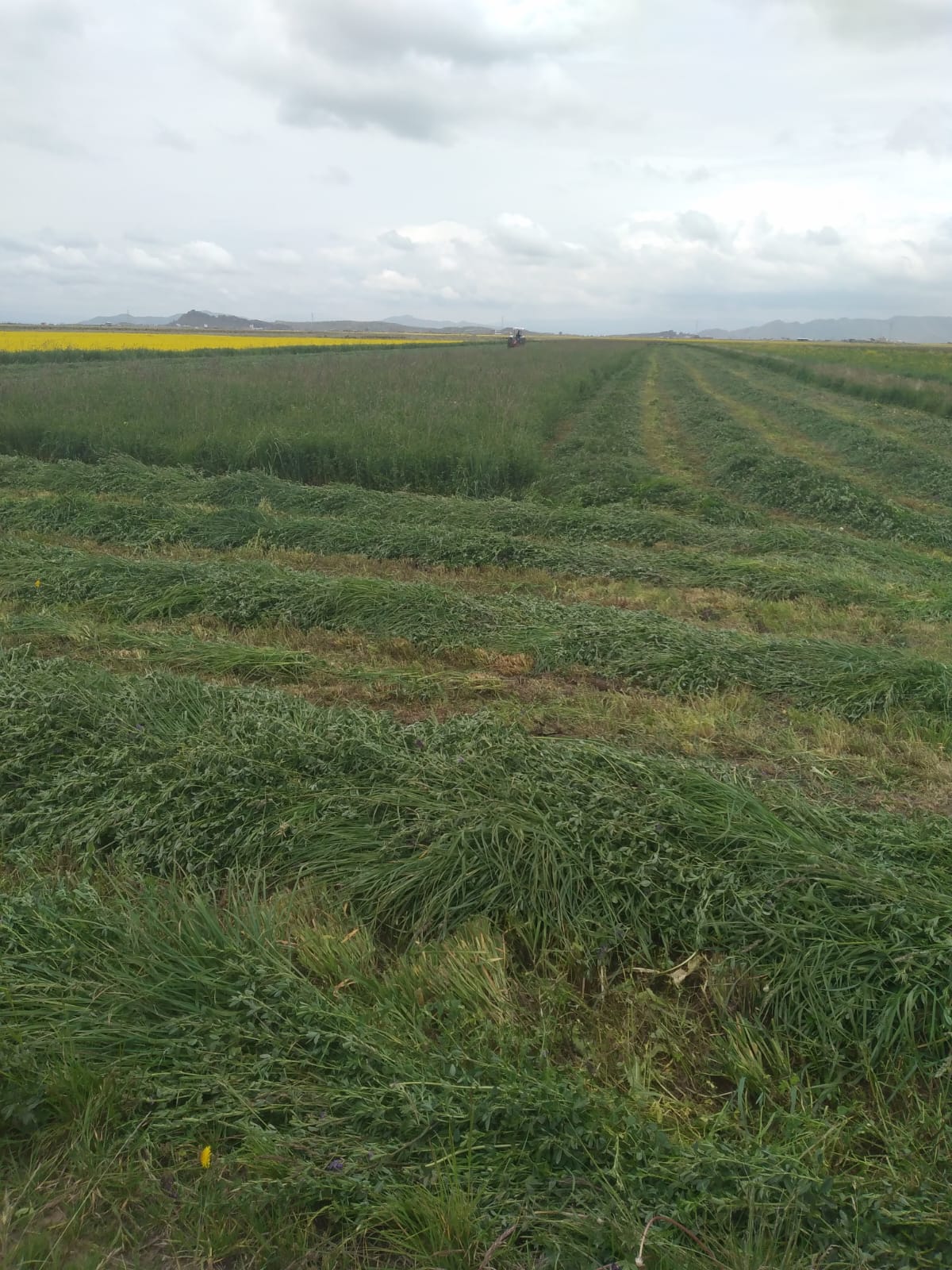 Semilla de Alfalfa W350 Baldrich - Imagen 7
