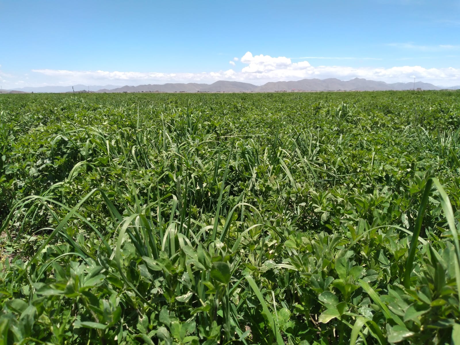 Semilla de Alfalfa W350 Baldrich - Imagen 6