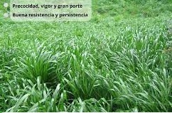 Ryegrass Híbrido Bison 2 - Imagen 2