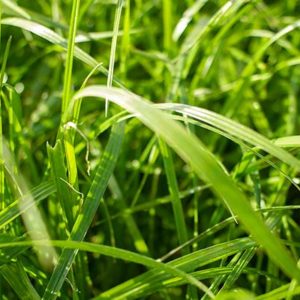Ryegrass Híbrido Bison 2