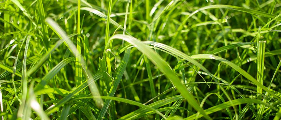 Ryegrass Híbrido Bison 2