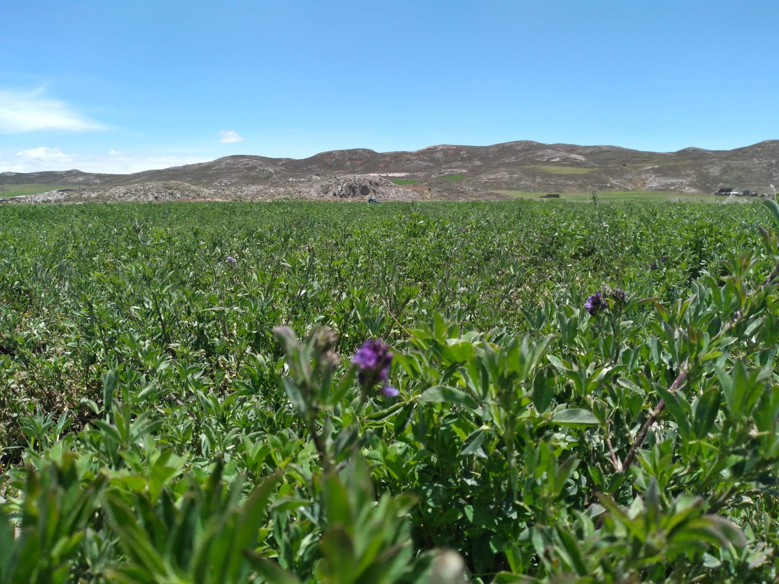 Semilla de Alfalfa W350 Baldrich - Imagen 8