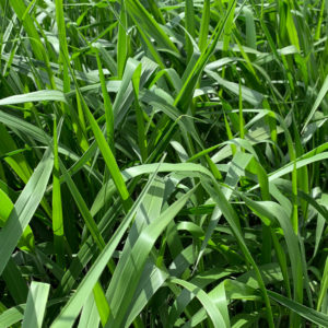 Brachiaria Brizantha cv. BRS PIATÁ