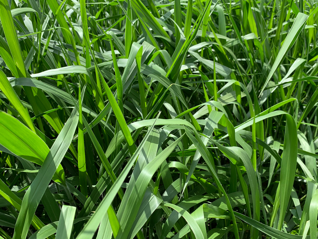 Brachiaria Brizantha cv. BRS PIATÁ