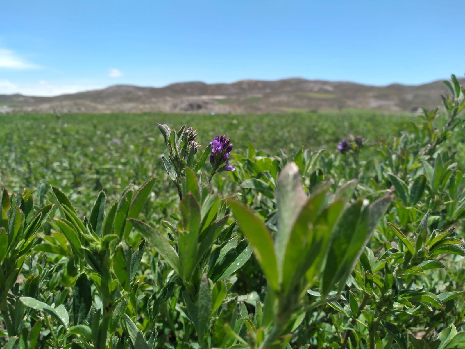 Semilla de Alfalfa W350 Baldrich - Imagen 9