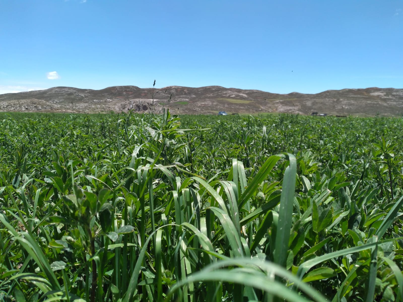 Semilla de Alfalfa W350 Baldrich - Imagen 10