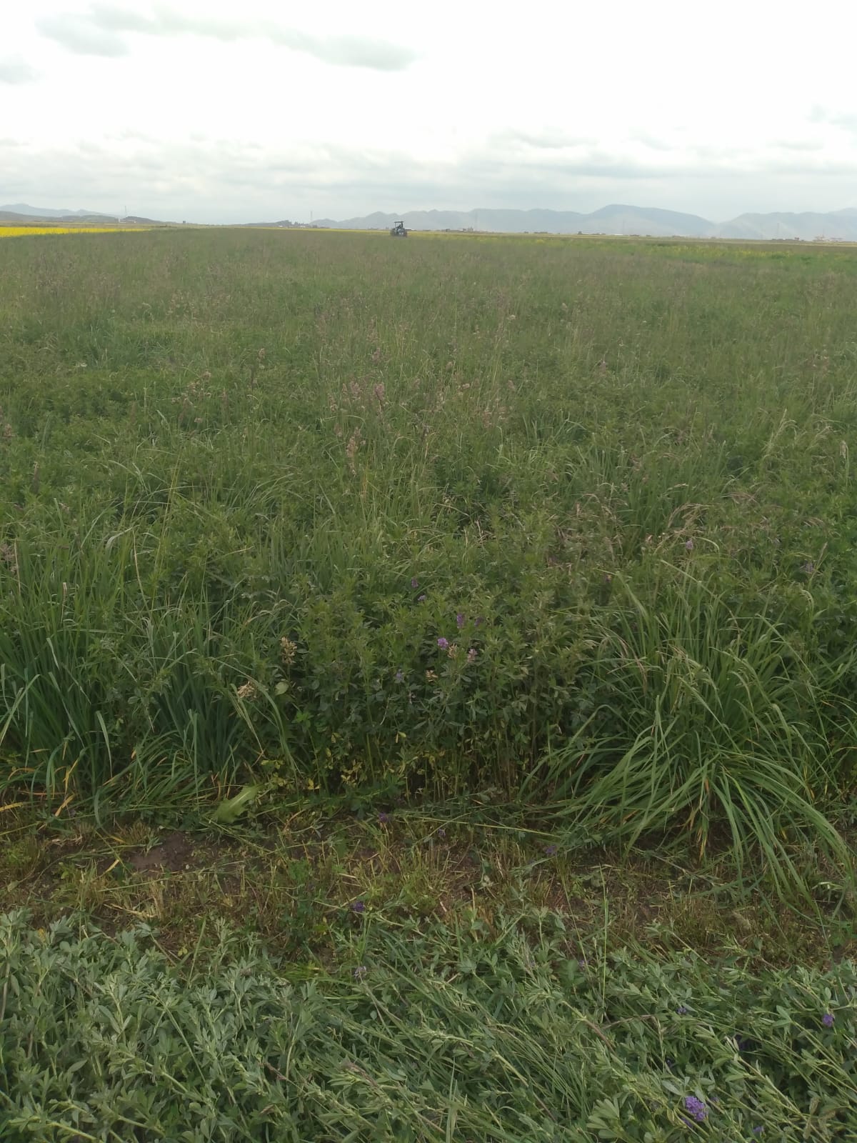 Semilla de Alfalfa W350 Baldrich - Imagen 11