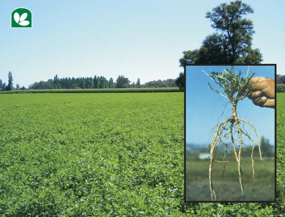Semilla de Alfalfa W350 Baldrich - Imagen 2