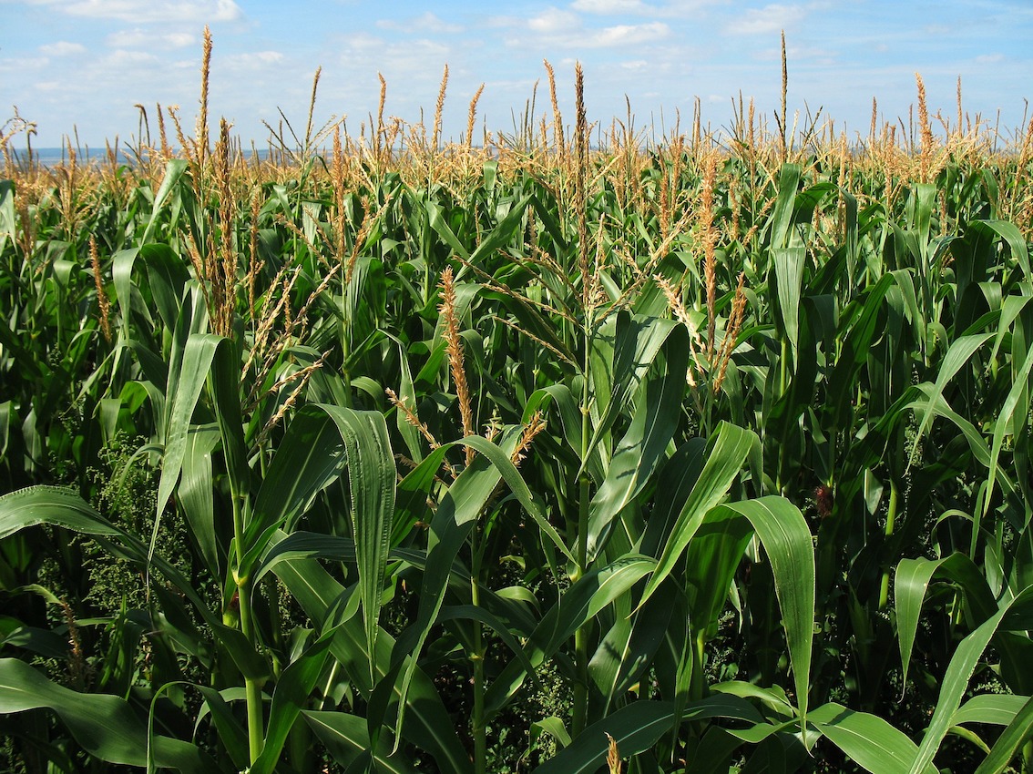 SEMILLA DE MAÍZ DEKALB-7500 - Imagen 6