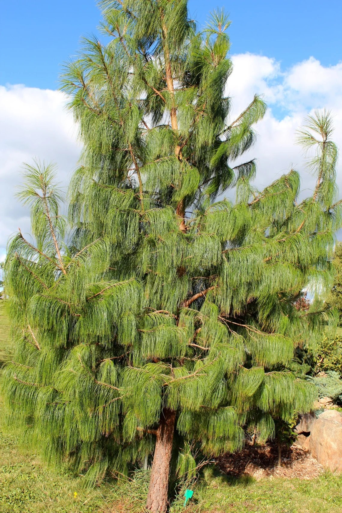 Semilla de Pino o Pinus Patula - Imagen 5