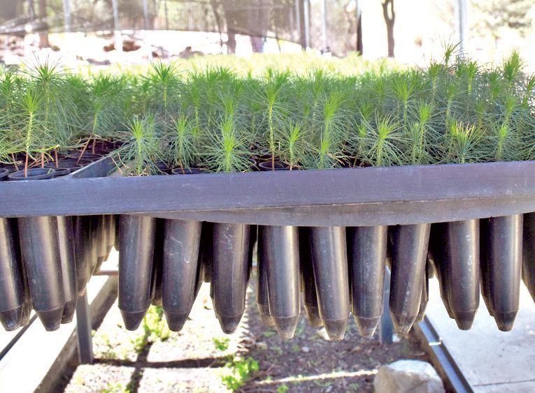 Semilla de Pino Pinus Radiata - Imagen 6