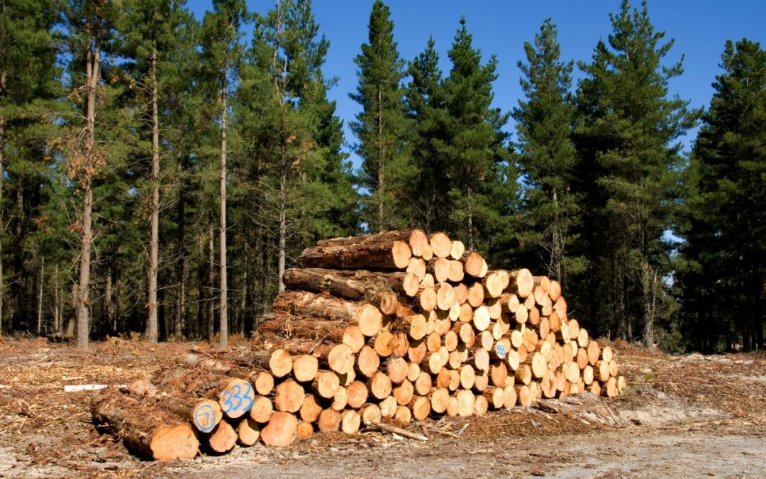 Semilla de Pino o Pinus Patula - Imagen 8