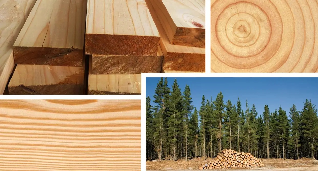 Semilla de Pino o Pinus Patula - Imagen 7